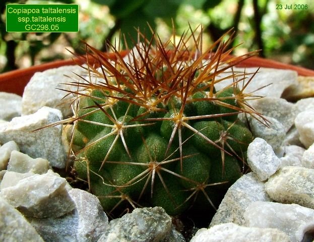 Copiapoa_ taltalensis _ssp.taltalensis_ GC298.05 _01